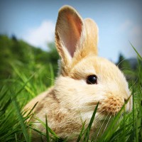 /album/mersin-escort-esra/photolia-a03-jpg/