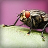 /album/mersin-escort-esra/photolia-a08-jpg/